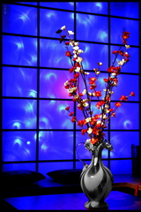  DSC5900  Blue Sakura